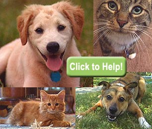 ��������С����